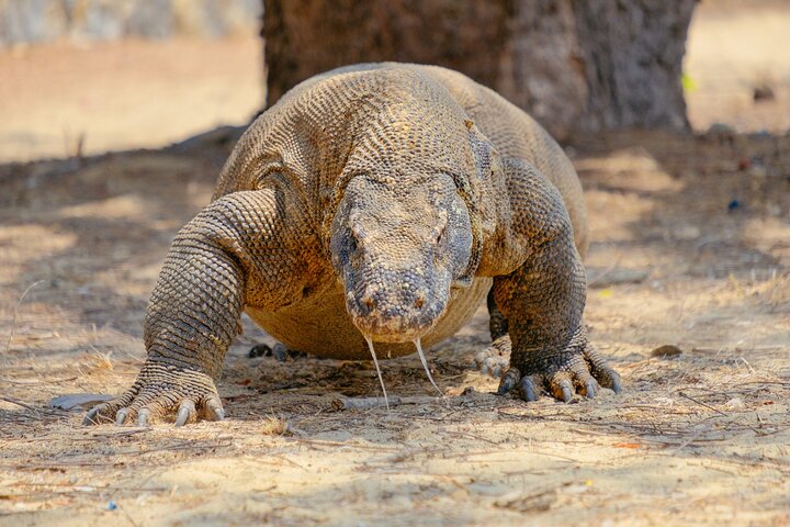 Komodo dragon in Komodo National Park, Flores Indonesia